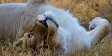 lion