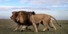 Safari in the Ngorongoro Crater