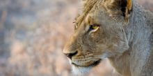 Sabi Sands Lion