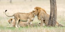 Singita Mara River Tented Camp