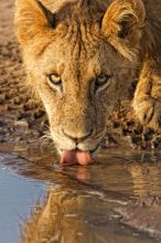 An intimate encounter with a lioness as she stops by the water hole at Mara House, Masai Mara National Reserve, Kenya