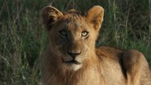 Lions While on Safari at Lukimbi Safari Lodge