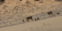 Lions Hoanib Skelton Coast Dr Flip Stander