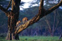 Lions climbing a tree at Lemala Manyara, Lake Manyara National Park, Tanzania