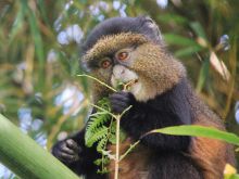 Monkey eating