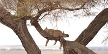 Little Oliver's Camp, Tarangire National Park, Tanzania