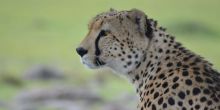 Losokwan Camp, Lemek Conservancy, Kenya