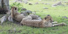 Losokwan Camp, Lemek Conservancy, Kenya