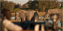 Machaba Camp elephants on game drive