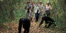 Chimpanzee Trekking