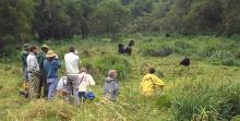 Group Gorilla Trekking