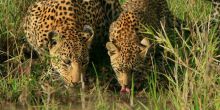 Mala Mala Main Camp, Sabi Sand Game Reserve, South Africa
