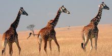 A trio of giraffes trek across the plains at Offbeat Mara Camp, Masai Mara National Reserve, Kenya