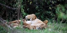Marsai Mara mom and cub