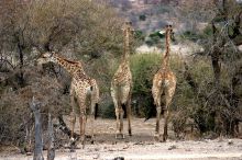 Giraffes at Mashatu Main Camp, Mashatu Game Reserve, Botswana