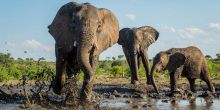 Mashatu Tented Camp - Photo; Trevor Kleyn Trevor Kleyn Photography and Guiding