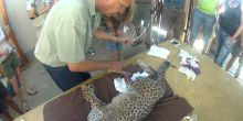 Hoedspruit Endangered Species Center
