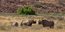 Black Rhino Tracking, Damaraland, Namibia