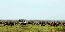 The Great Migration game drive at Nomad Serengeti Safari Camp- Ndutu, Serengeti National Park, Tanzania