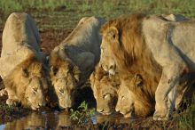 Mkuze Falls Lodge Lions Photo #2