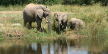Murchison Falls Lodge