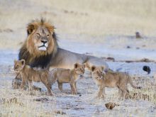 Lions at Davisons Camp, Huangwe National Park, Zimbabwe (Mike Myers)