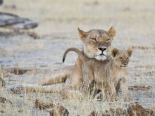 Lions at Davisons Camp, Huangwe National Park, Zimbabwe (Mike Myers)