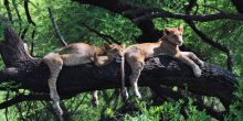 Lake Manyara National Park Safari