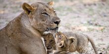 Mwaleshi Camp cubs