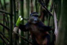 Monkey eating at Mount Gahinga Lodge, Mgahinga National Park, Uganda