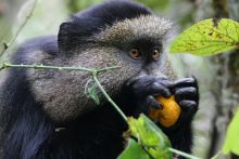 Monkey at Virunga Lodge, Volcanoes National Park, Uganda