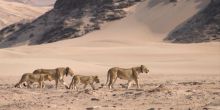 Desert Adapted Lions