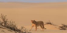 Desert Adapted Lions