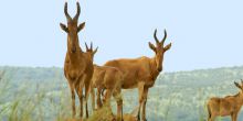 Baker's Lodge, Murchison Falls, Uganda