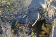 N'Kaya Lodge - Elephants