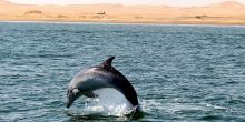 Walvis Bay Marine Extravanganza, Swakopmund, Namibia