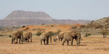 Desert-Adapted Elephant Safari