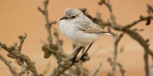 Living Desert Tour, Namibia