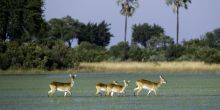 Wildlife