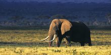 Majestic elephant in Ngorongoro Crater