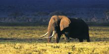 Lemala Ngorongoro, Ngorongoro Crater, Tanzania