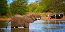 nThambo Tree Camp