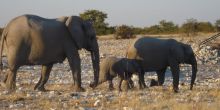 An elephant family at Namutoni Rest Camp, Etosha National Park, Namibia