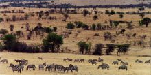 Thompson's Nyumba Serengeti