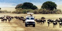 Thompson's Nyumba Serengeti