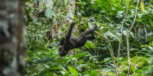 Ngaga Camp, Odzala National Park, Republic of Congo