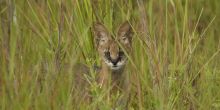 Lango Camp, Odzala National Park, Republic of Congo