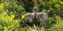 Mboko Camp, Odzala National Park, Republic of Congo