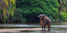 Mboko Camp, Odzala National Park, Republic of Congo