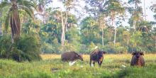 Mboko Camp, Odzala National Park, Republic of Congo